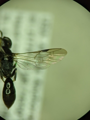 Passaloecus cuspidatus