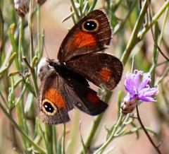Stygionympha wichgrafi