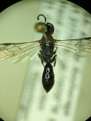 Passaloecus cuspidatus