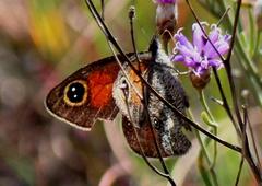 Stygionympha wichgrafi