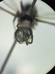 Passaloecus cuspidatus