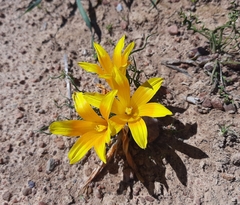 Romulea tortuosa
