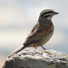 Emberiza capensis cinnamomea