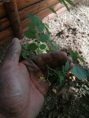 Solanum lycopersicum