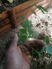 Solanum lycopersicum