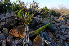 Asparagus juniperoides