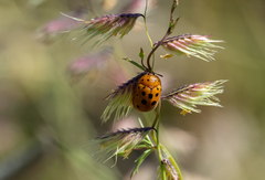 Chelymorpha phytophagica