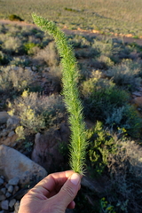 Asparagus juniperoides