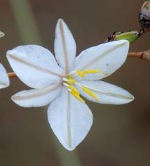 Chlorophytum fasciculatum