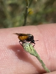 Ripiphorus neomexicanus