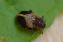 Lignyodes enucleator