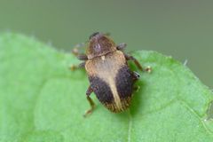 Lignyodes enucleator