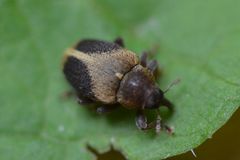 Lignyodes enucleator