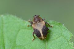 Lignyodes enucleator