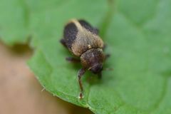 Lignyodes enucleator