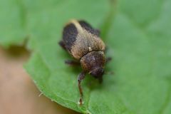 Lignyodes enucleator