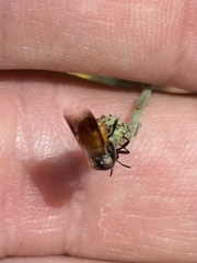 Ripiphorus neomexicanus