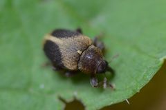 Lignyodes enucleator