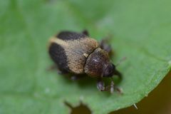 Lignyodes enucleator