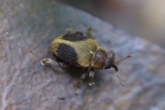 Lignyodes enucleator
