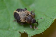 Lignyodes enucleator