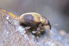 Lignyodes enucleator