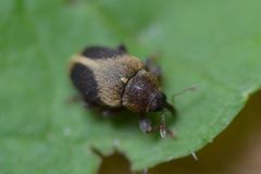 Lignyodes enucleator