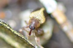Lignyodes enucleator