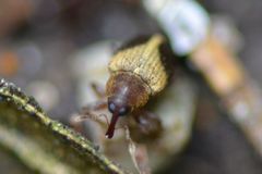 Lignyodes enucleator