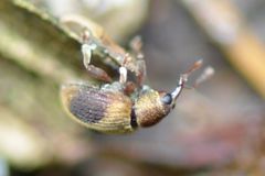 Lignyodes enucleator