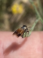 Ripiphorus neomexicanus
