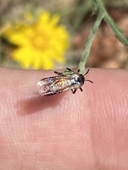 Ripiphorus neomexicanus