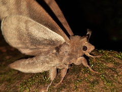 Dendrolimus spectabilis