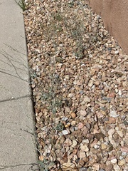 Eriogonum polycladon