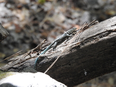 Anatololacerta pelasgiana