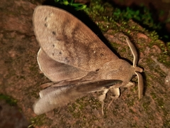 Dendrolimus spectabilis