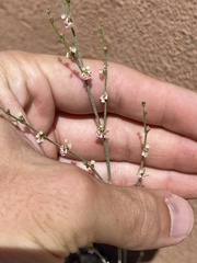 Eriogonum polycladon