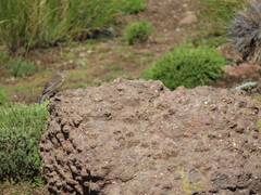 Crithagra symonsi