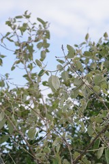 Buddleja dysophylla