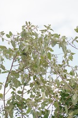 Buddleja dysophylla
