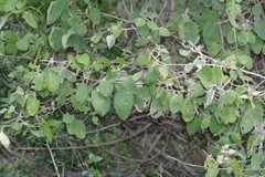 Buddleja dysophylla