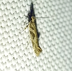 Aristotelia fungivorella