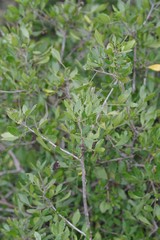 Allophylus decipiens