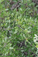 Allophylus decipiens