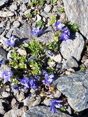 Campanula cenisia