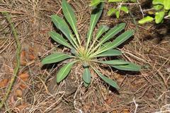 Euphorbia bupleurifolia, photograph (c) Brian du Preez, some rights reserved (CC BY-SA)