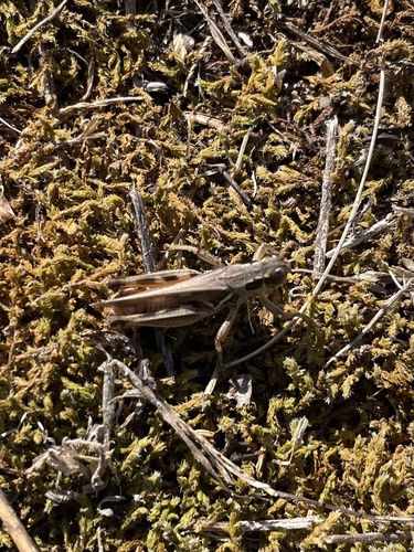 Alpine Grasshopper
