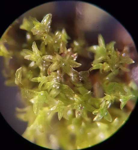 Streblotrichum convolutum