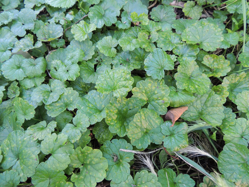 ground ivy rust