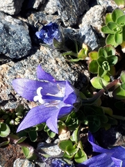 Campanula cenisia